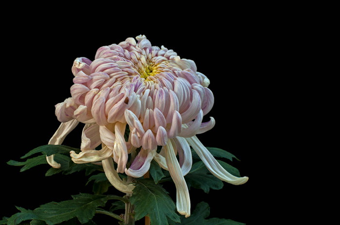 DSC_6259_副本.jpg