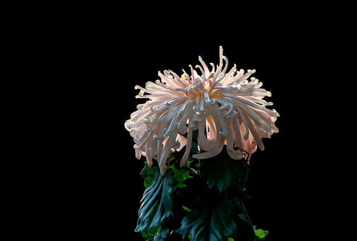 DSC_6366_副本.jpg