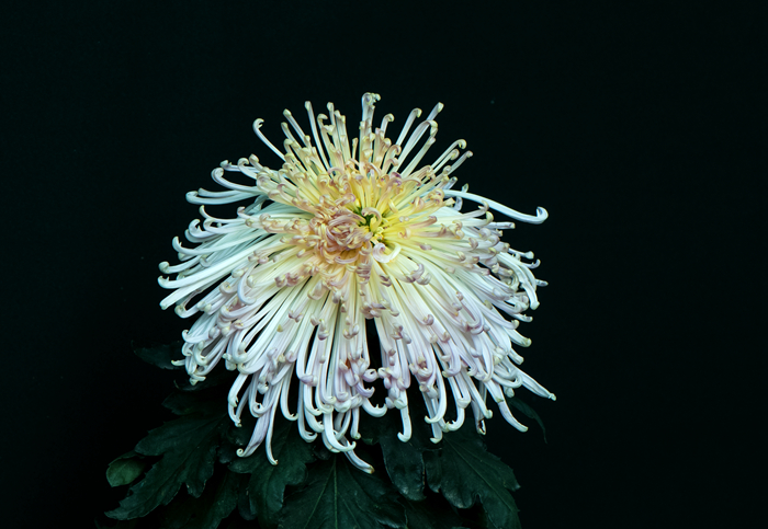 DSC_6394_副本.jpg