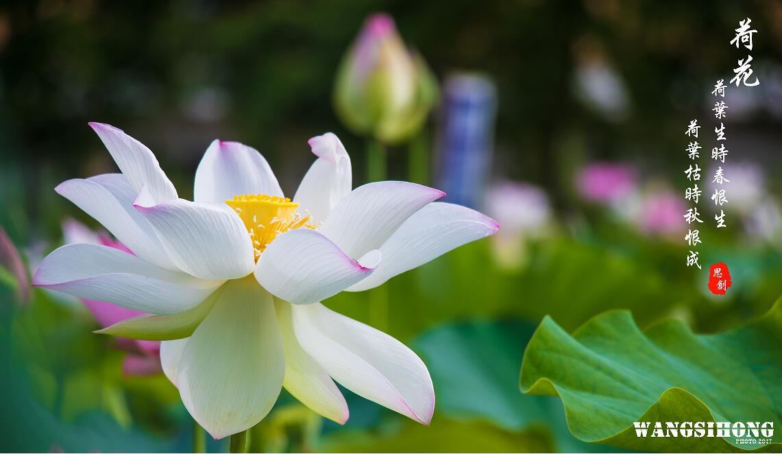 荷花.jpg