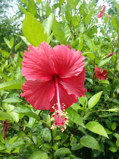 IMG_20170626_104438_副本.jpg