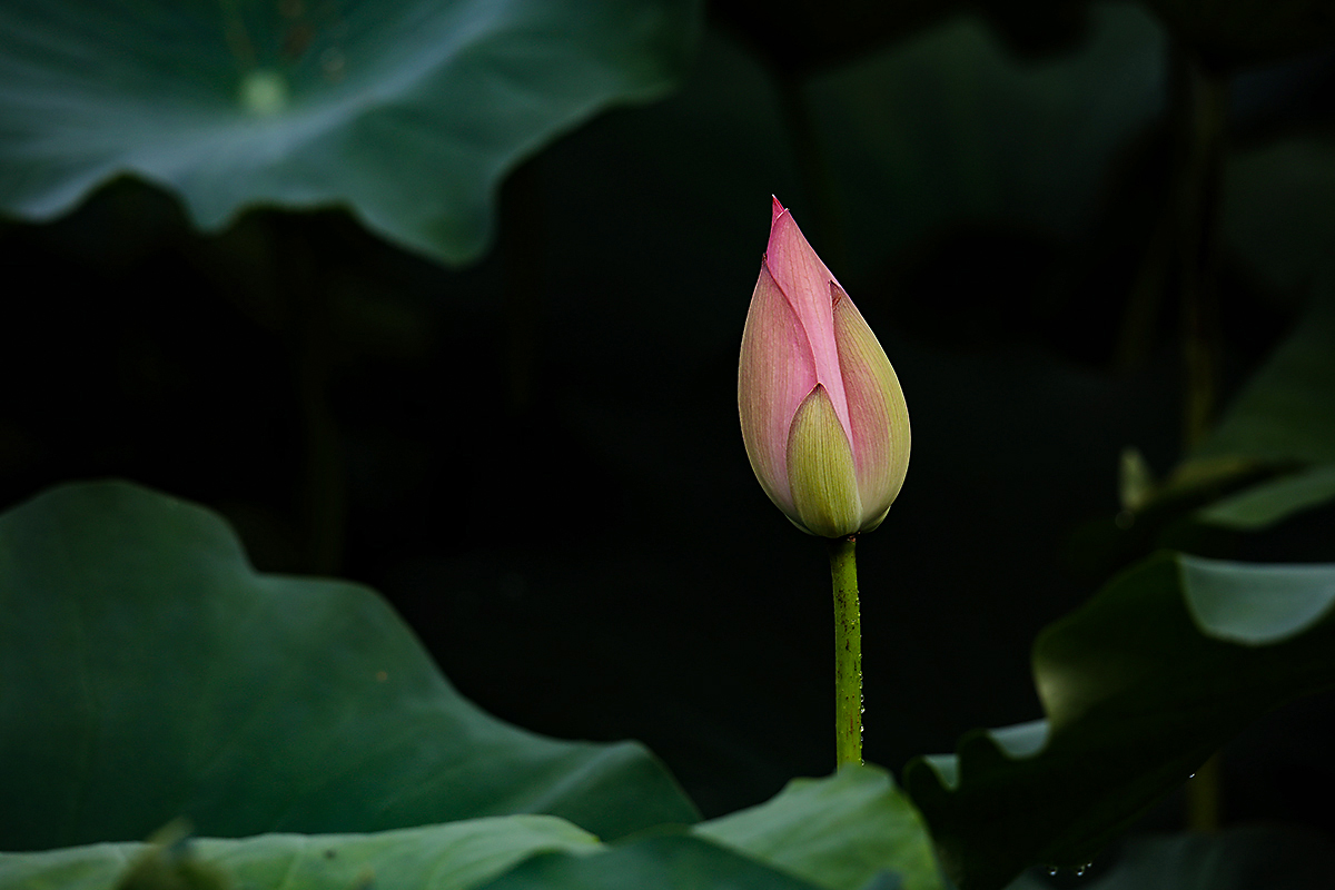 荷蕾 (2).jpg