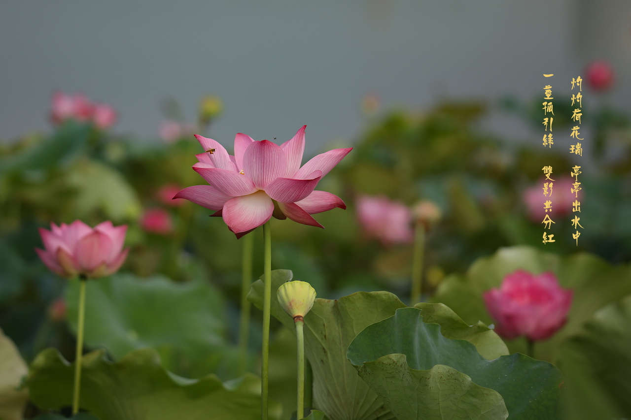 荷花1.jpg