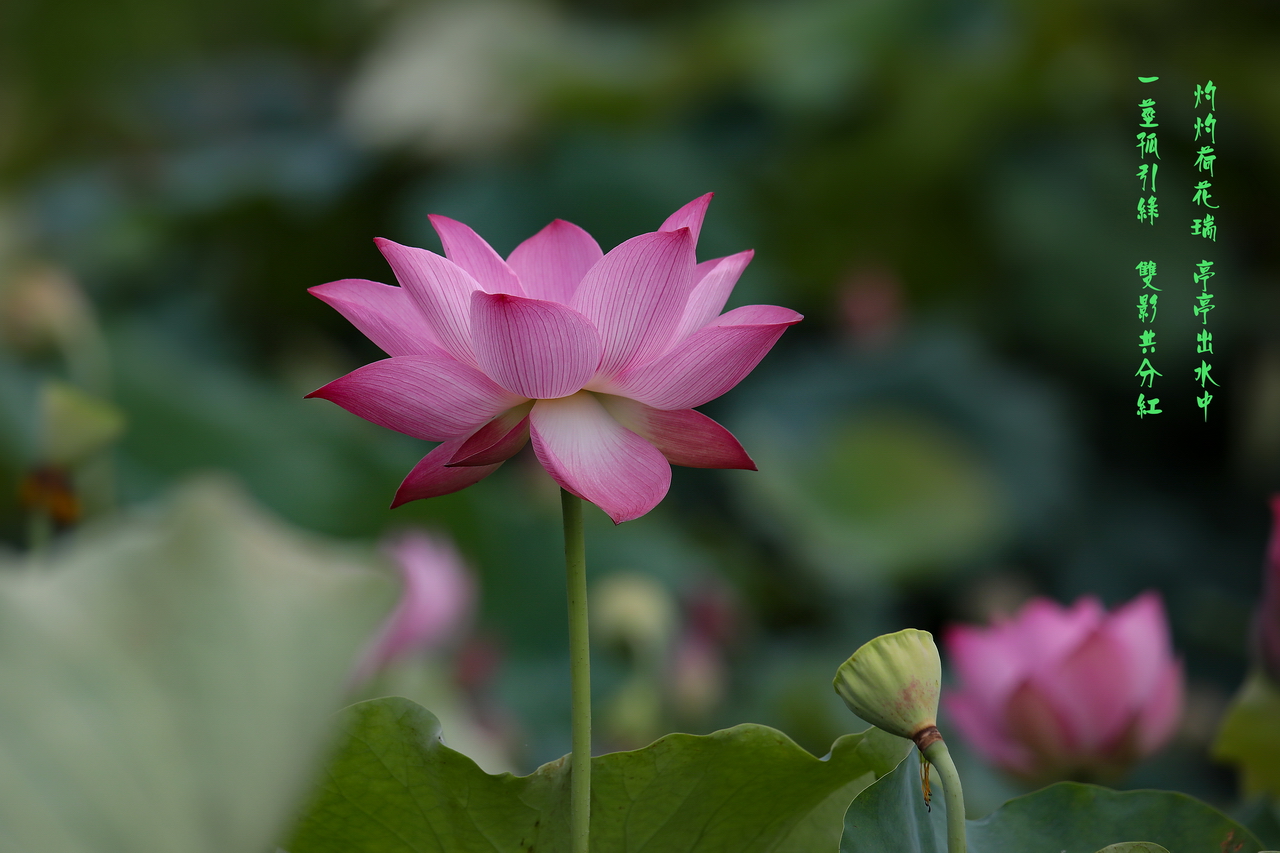 荷花5.jpg