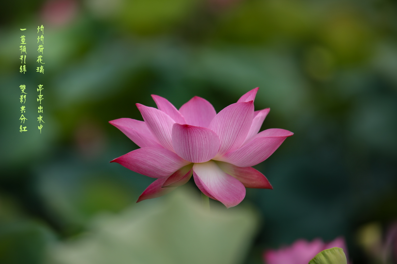 荷花8.jpg