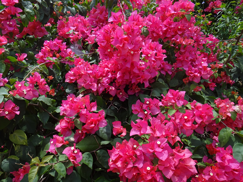 DSC06010_副本.jpg