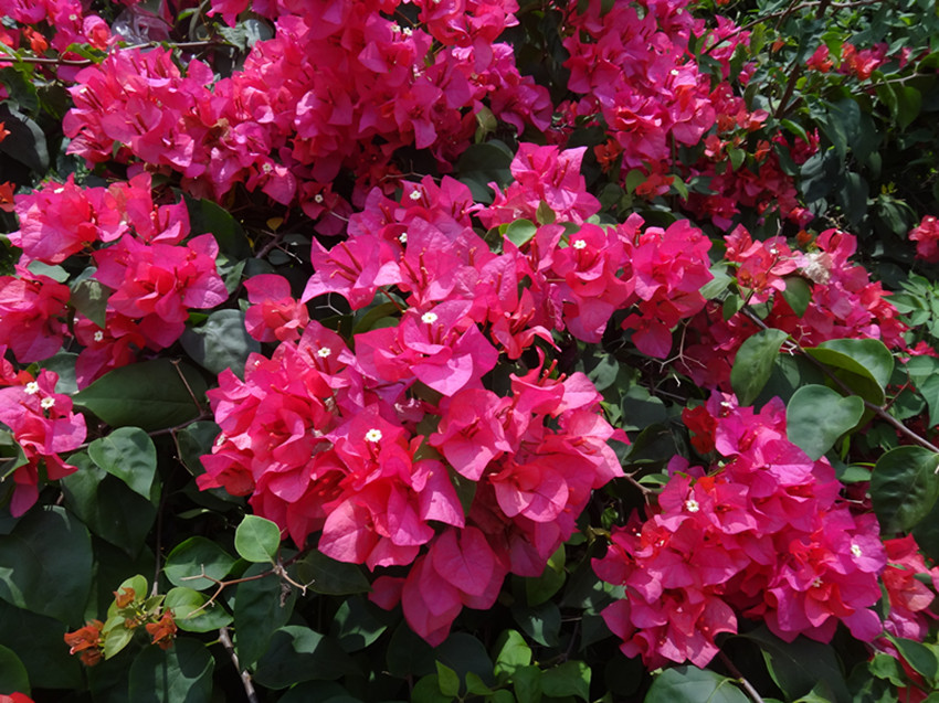 DSC06011_副本.jpg