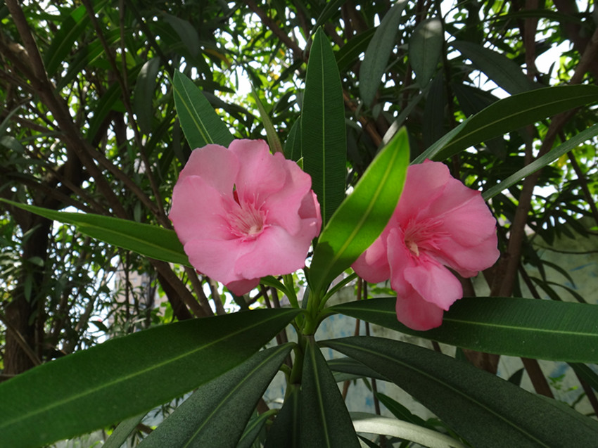 DSC06032_副本.jpg