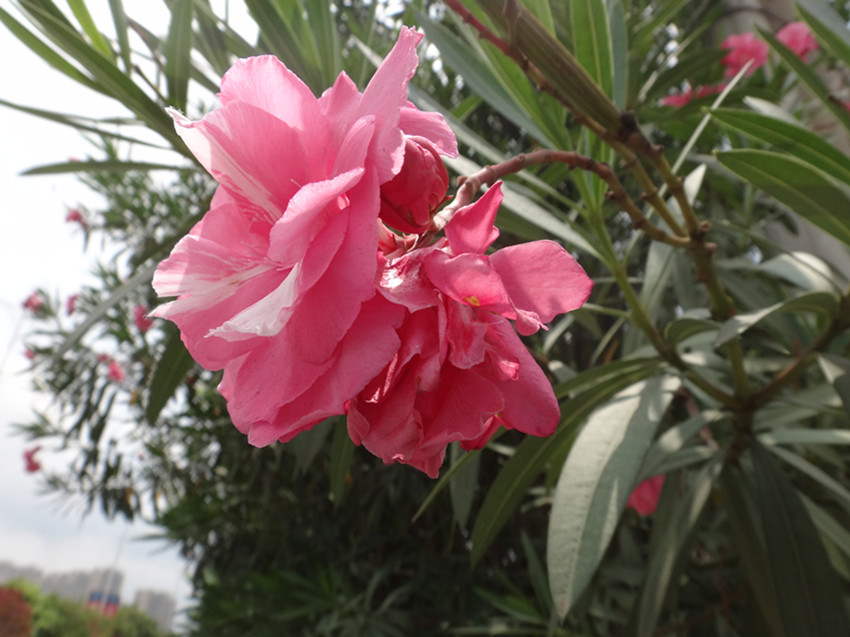 DSC06039_副本.jpg