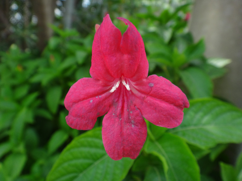 DSC06041_副本.jpg