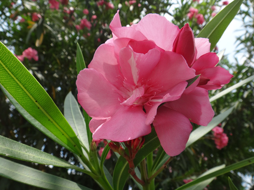 DSC06052_副本.jpg