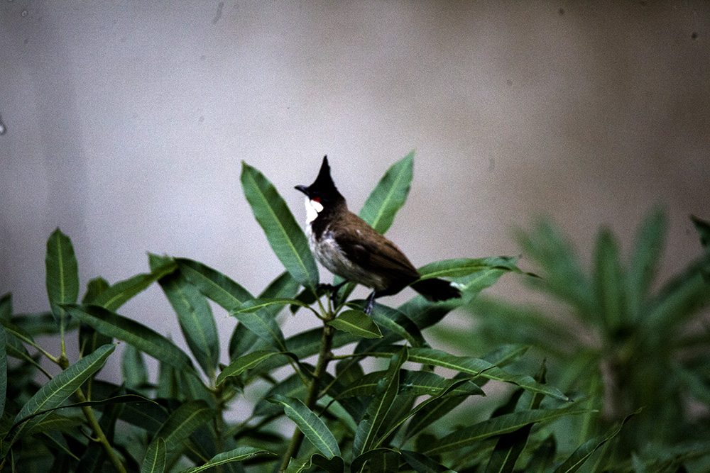 IMG_4604副本.jpg