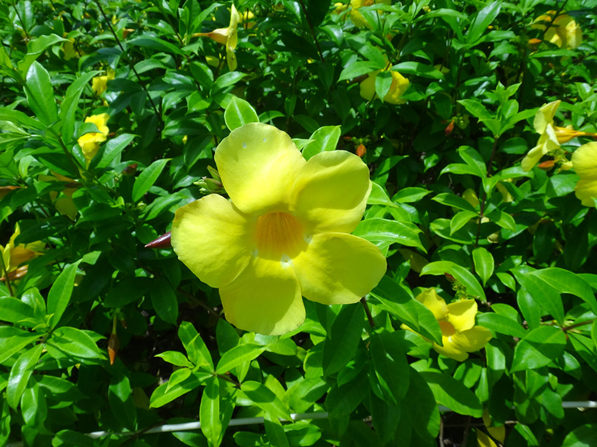 DSC07886_副本.jpg