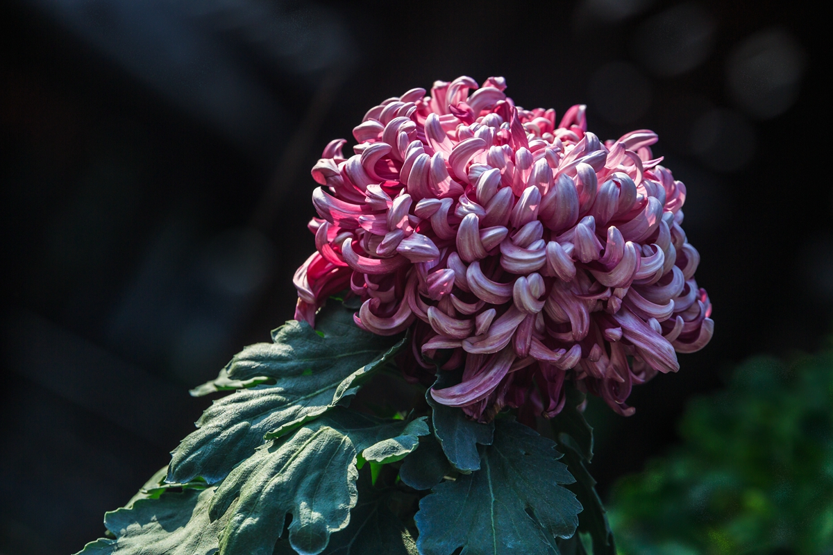 菊花-2.jpg