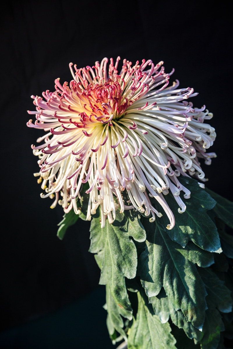 菊花-9.jpg