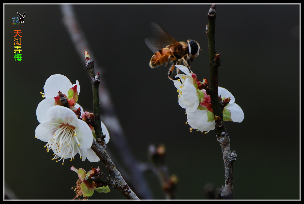 IMG_5375_副本.jpg