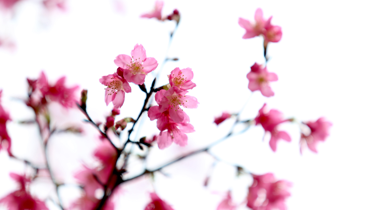 花1.jpg