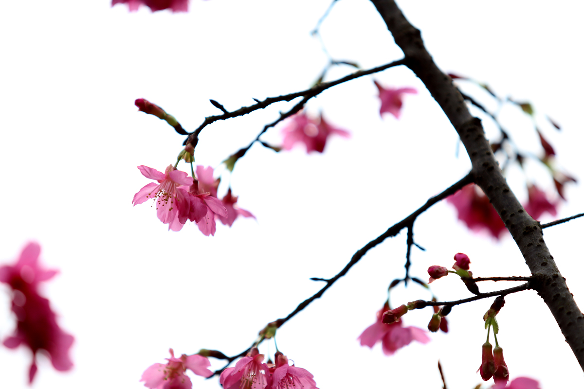 花2.jpg