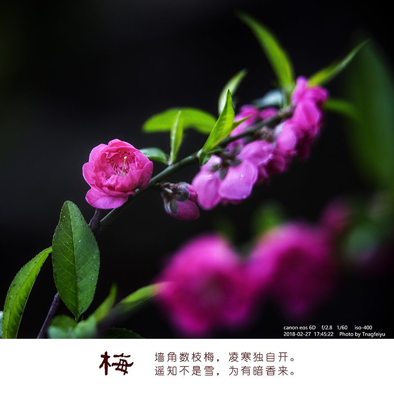 梅01.jpg
