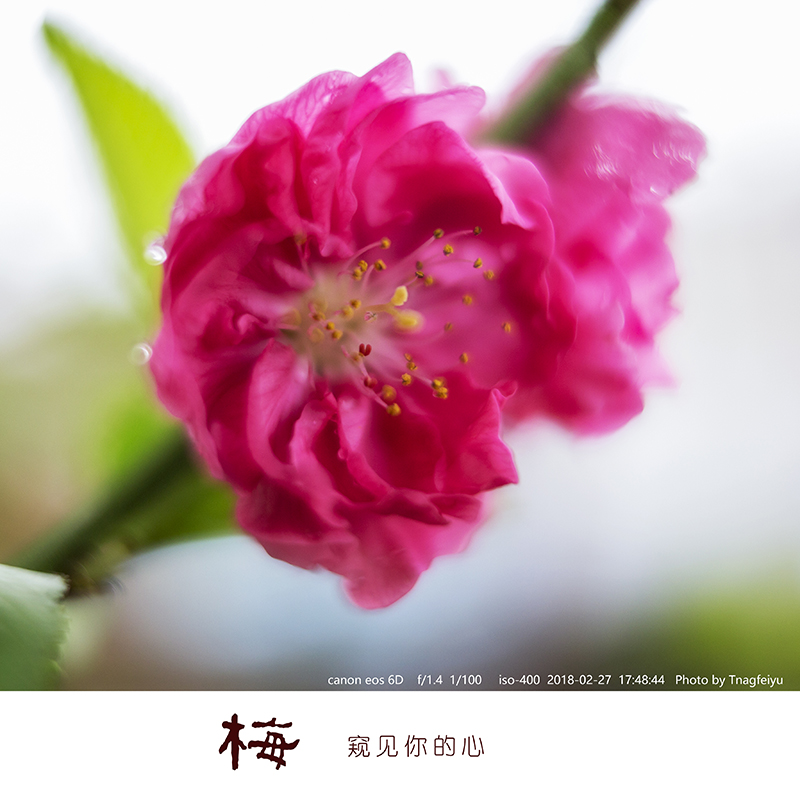 梅02.jpg
