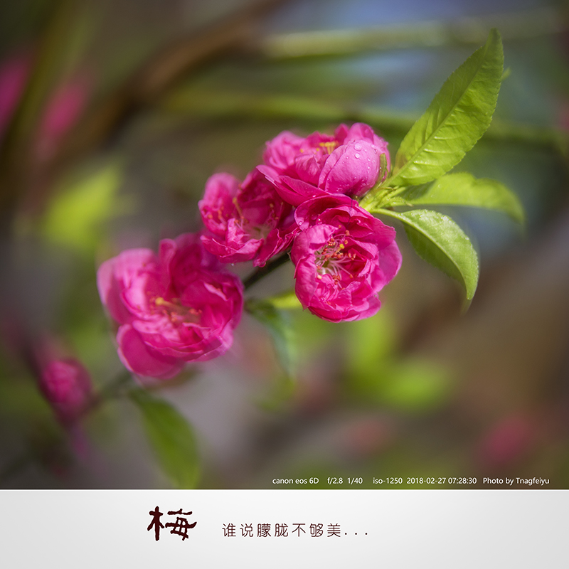 梅05.jpg
