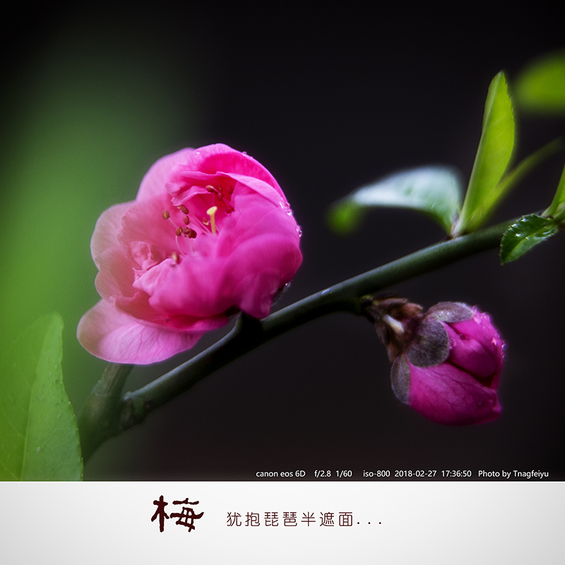 梅04.jpg