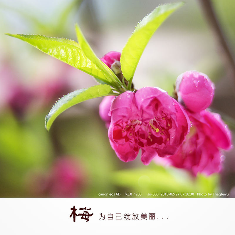 梅06.jpg