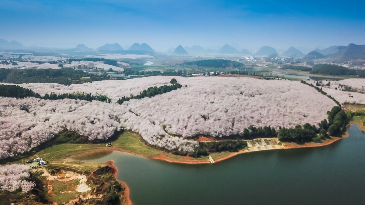 樱花园-4_副本.jpg