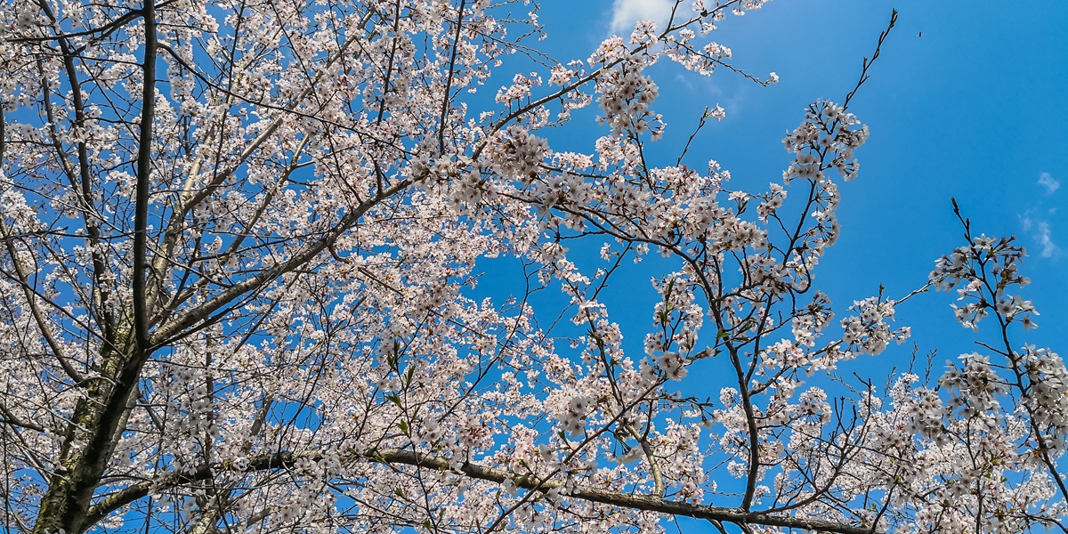 樱花-2_副本.jpg