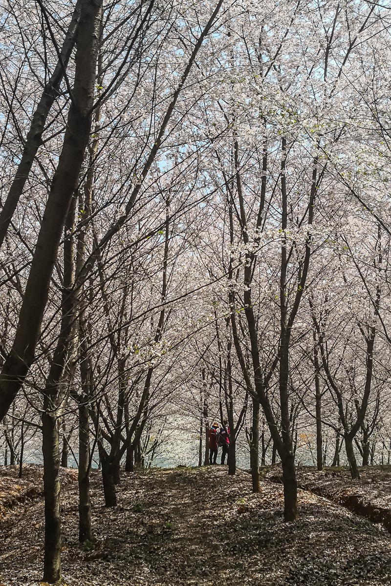 樱花-3_副本.jpg