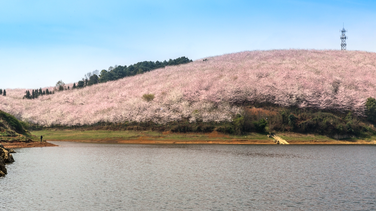 樱花园-01.jpg