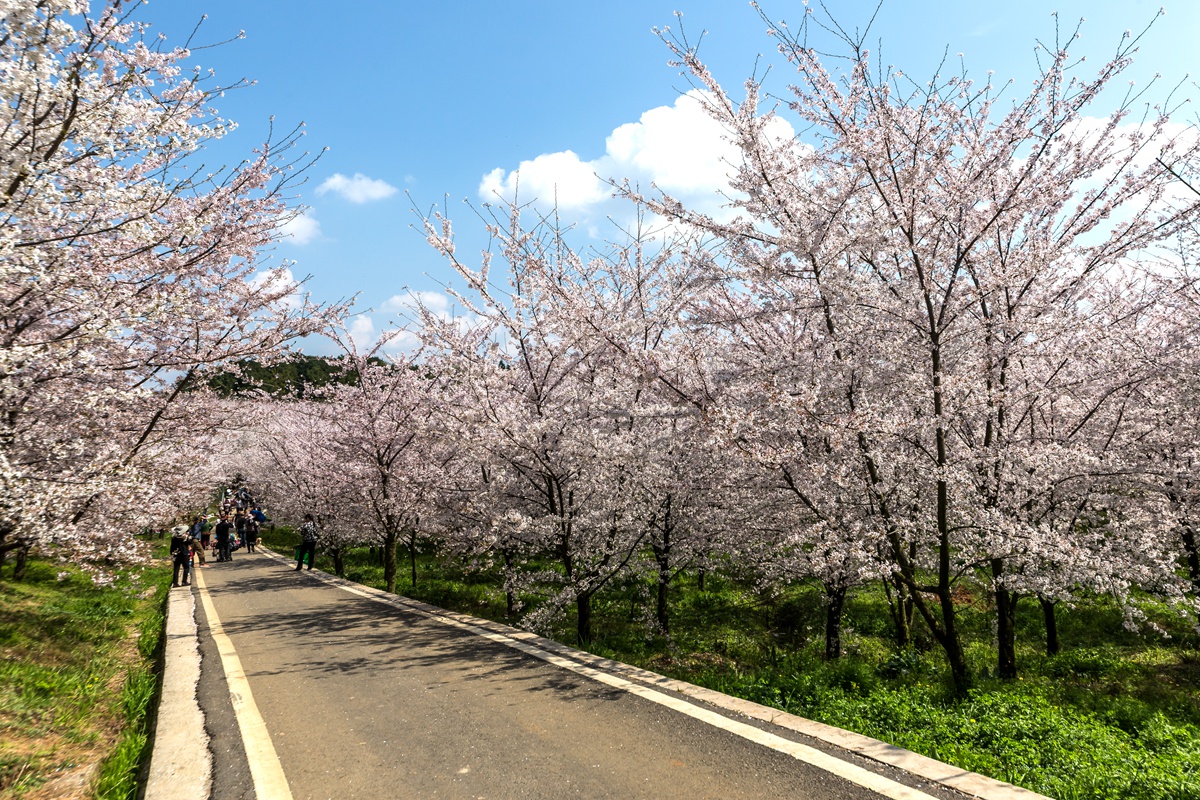 樱花园-03.jpg