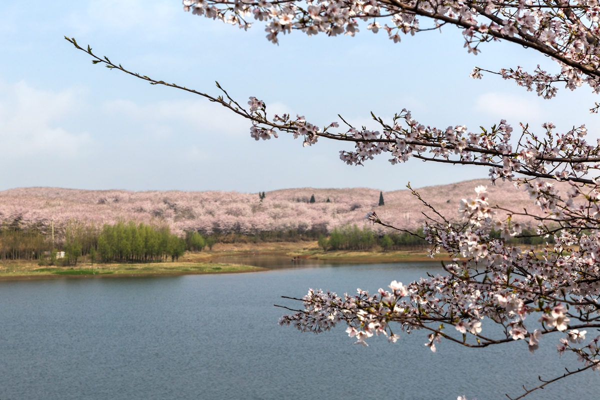 樱花园-04.jpg