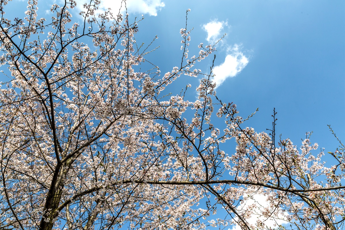 樱花园-05.jpg