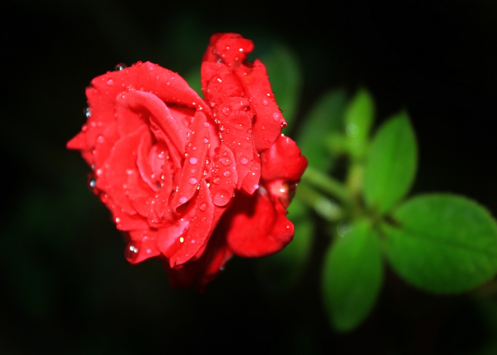 雨后月季