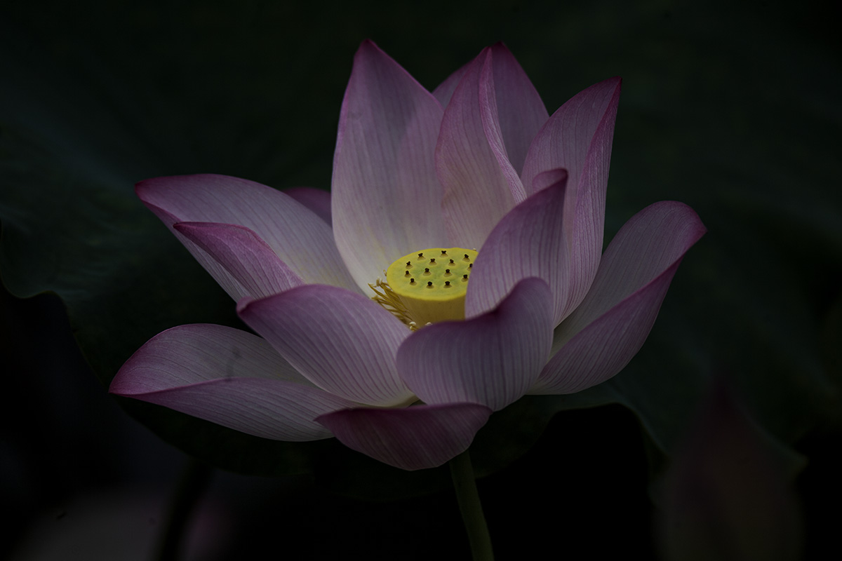 IMG_8767副本.jpg