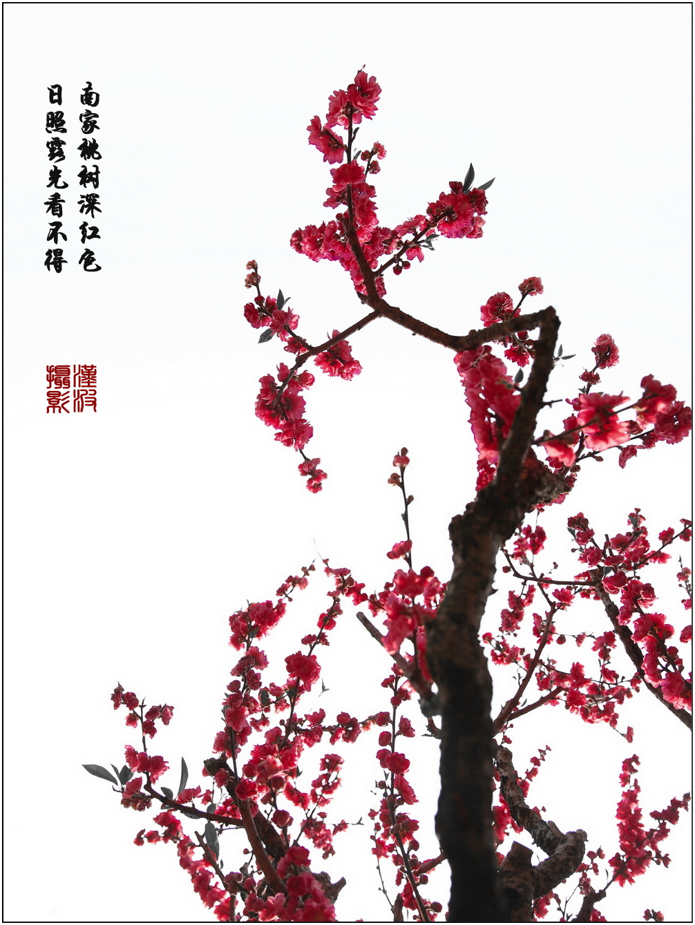水墨桃花 (1)-2.jpg