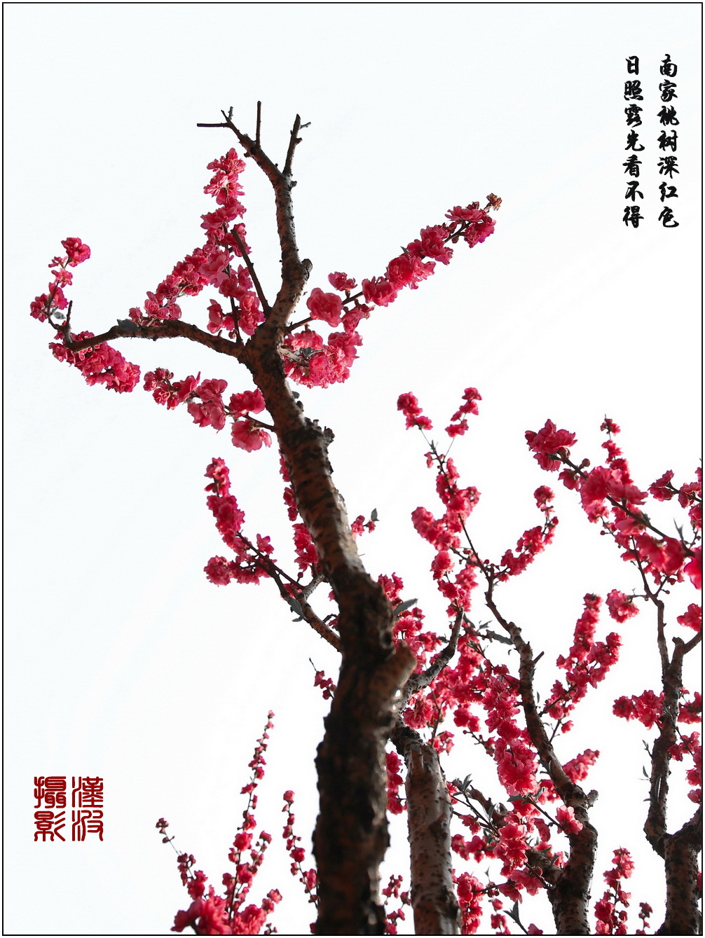 水墨桃花 (2)-2.jpg