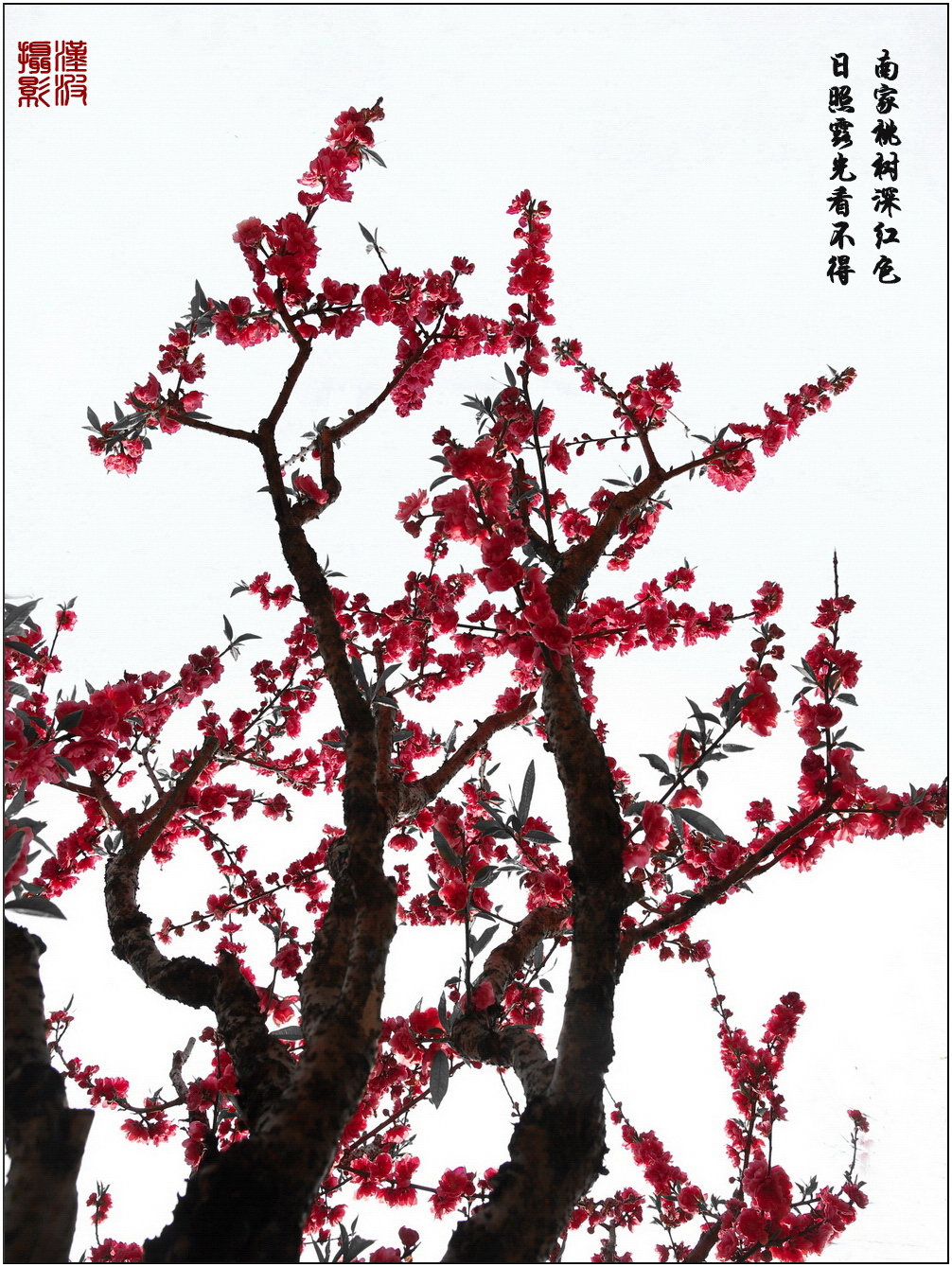 水墨桃花 (3)-2.jpg