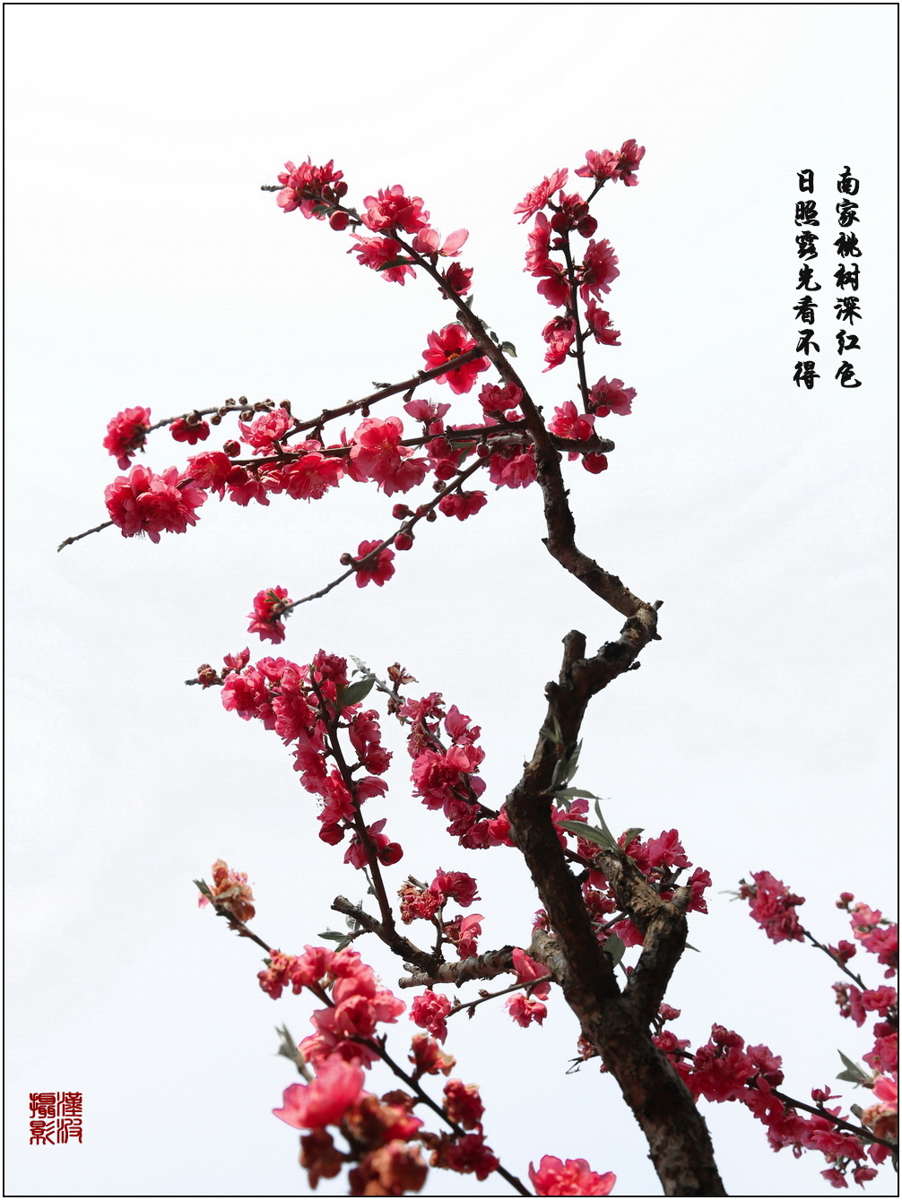 水墨桃花 (4)-2.jpg