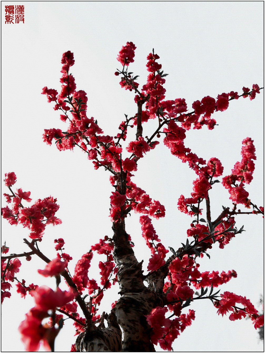 水墨桃花 (6)-2.jpg