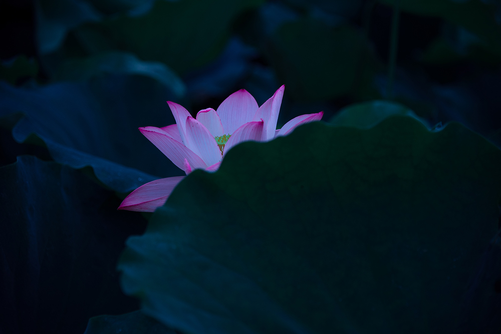 DSC_5373。(1).jpg