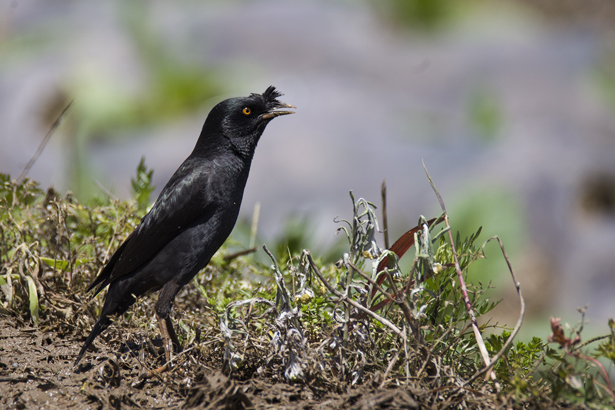 IMG_8258副本.jpg