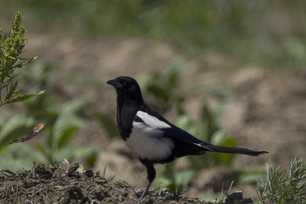 IMG_8395副本.jpg
