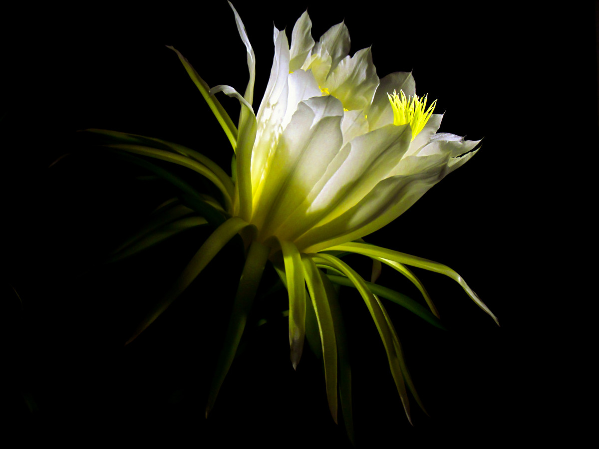 昙花一现 008_副本.jpg