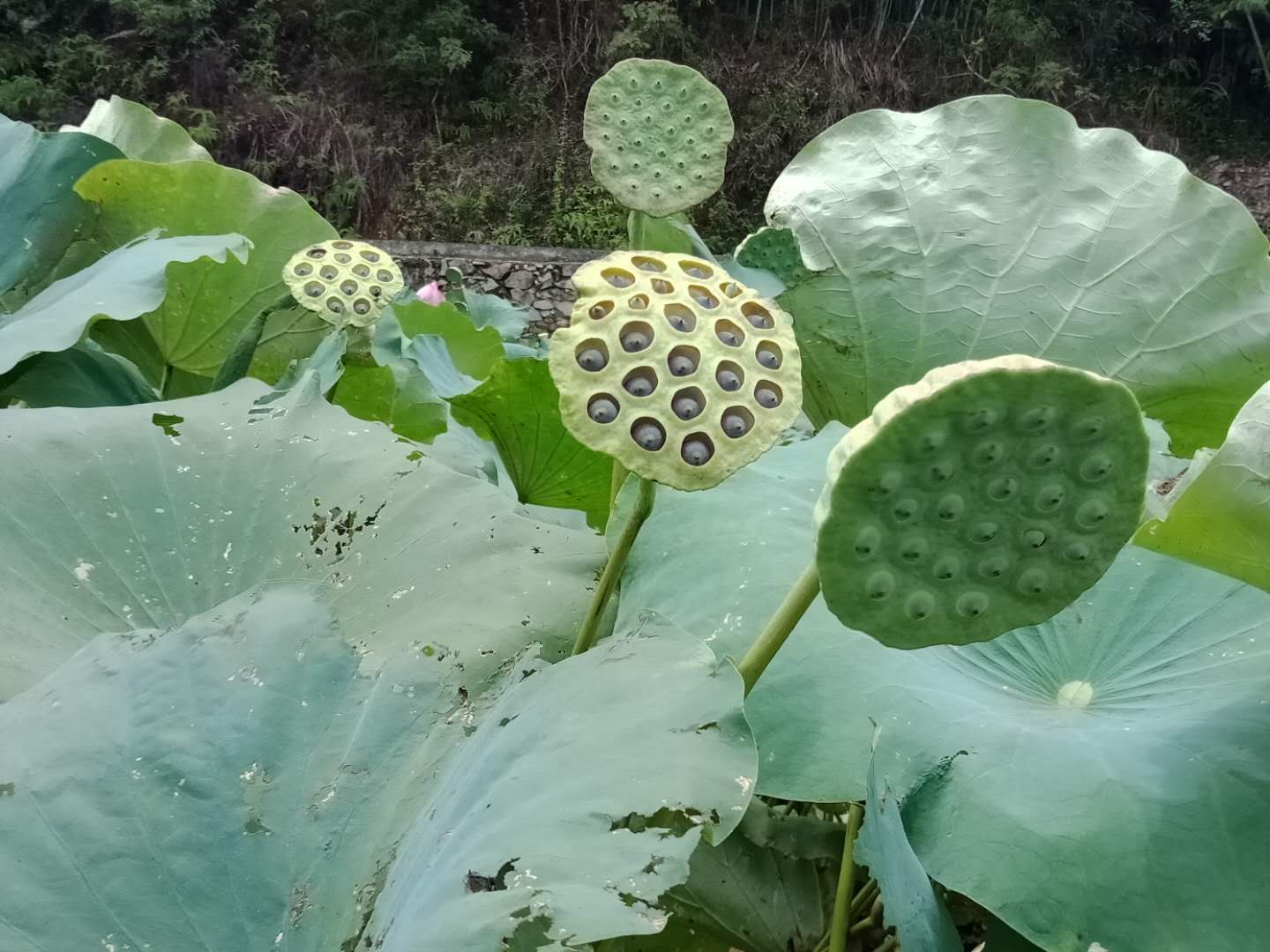 微信图片_20180802212454.jpg