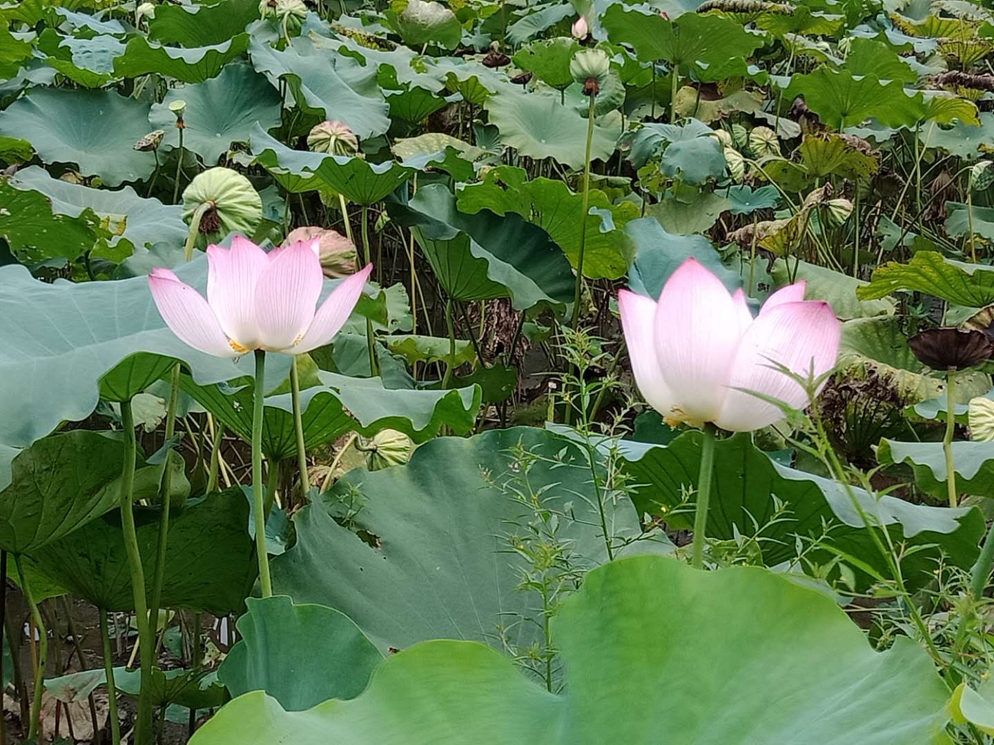 微信图片_20180802212502.jpg