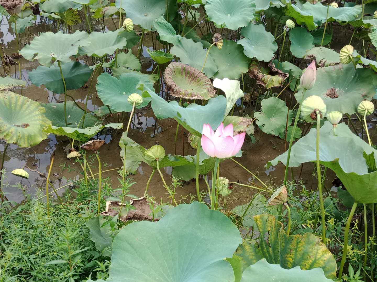 微信图片_20180802212443.jpg