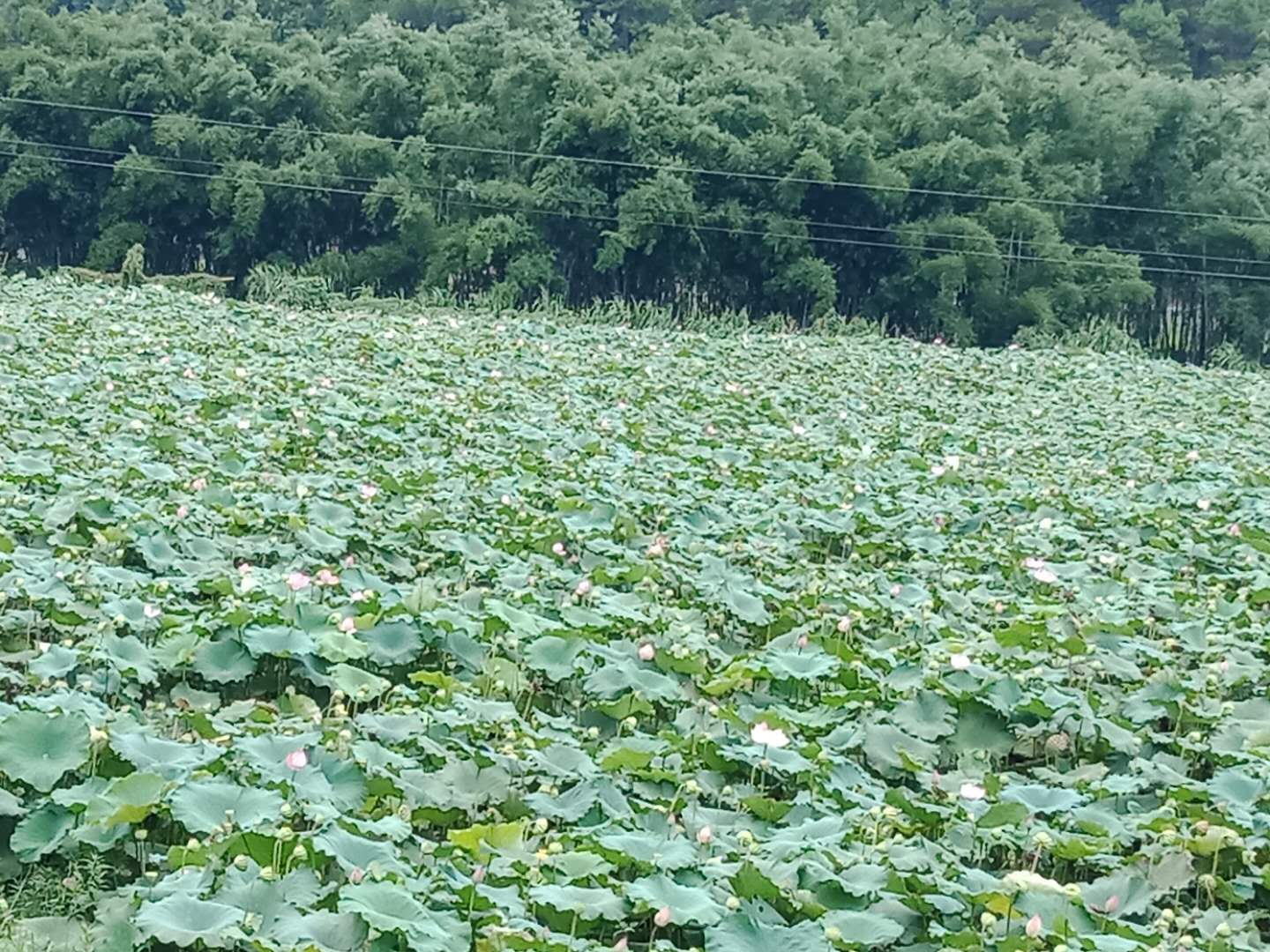 微信图片_20180802212530.jpg