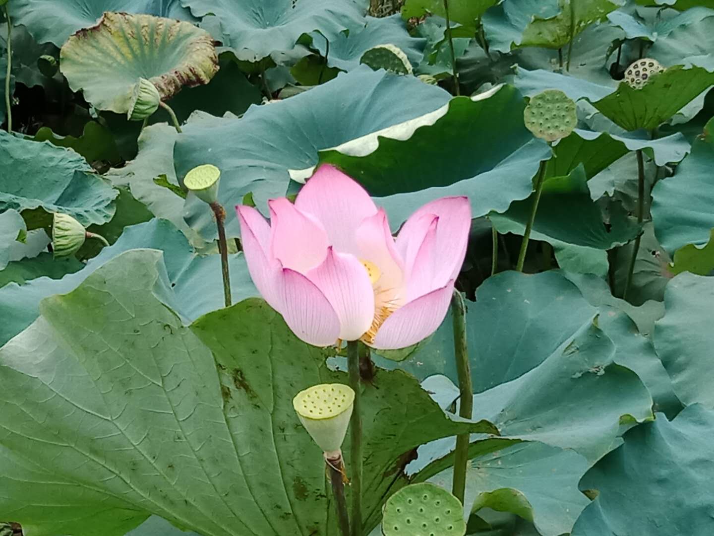 微信图片_20180802212522.jpg